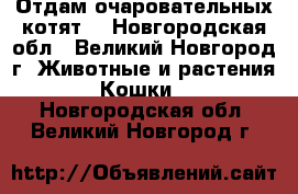 Отдам очаровательных котят. - Новгородская обл., Великий Новгород г. Животные и растения » Кошки   . Новгородская обл.,Великий Новгород г.